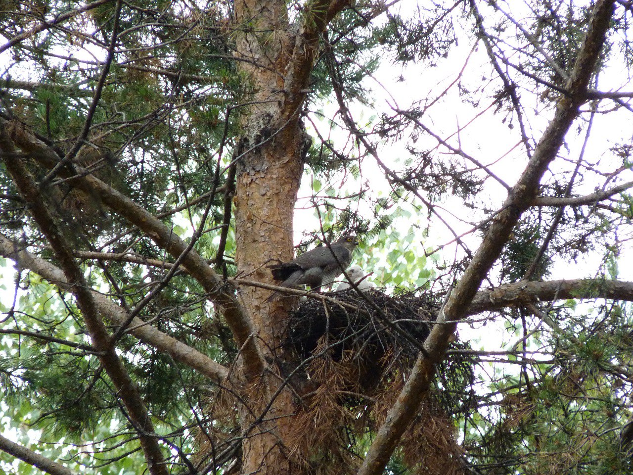 В одном из скверов Благовещенска свили гнездо хищные птицы - 2x2.su картинка 2