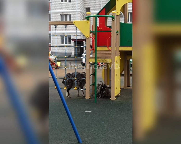 Жители Свободного жалуются на коз, которые портят двор - 2x2.su