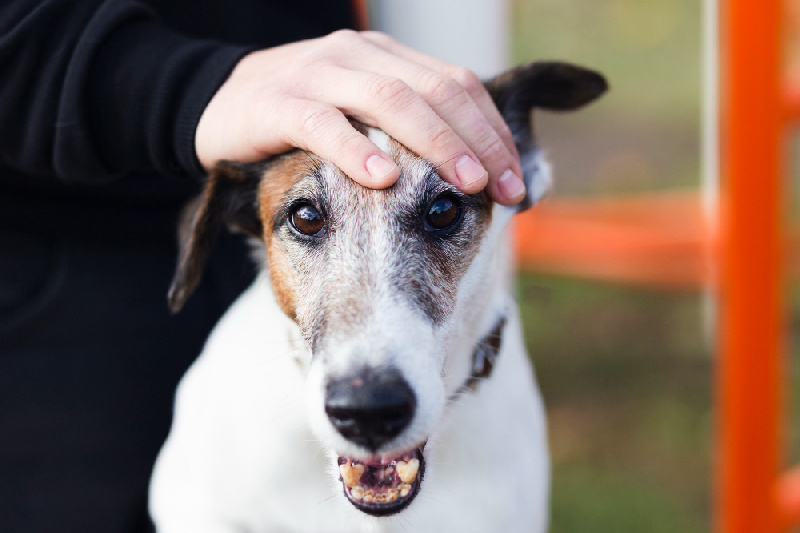 «Нет даже лежанок»: житель Благовещенского округа оставил на участке семь голодных собак - 2x2.su