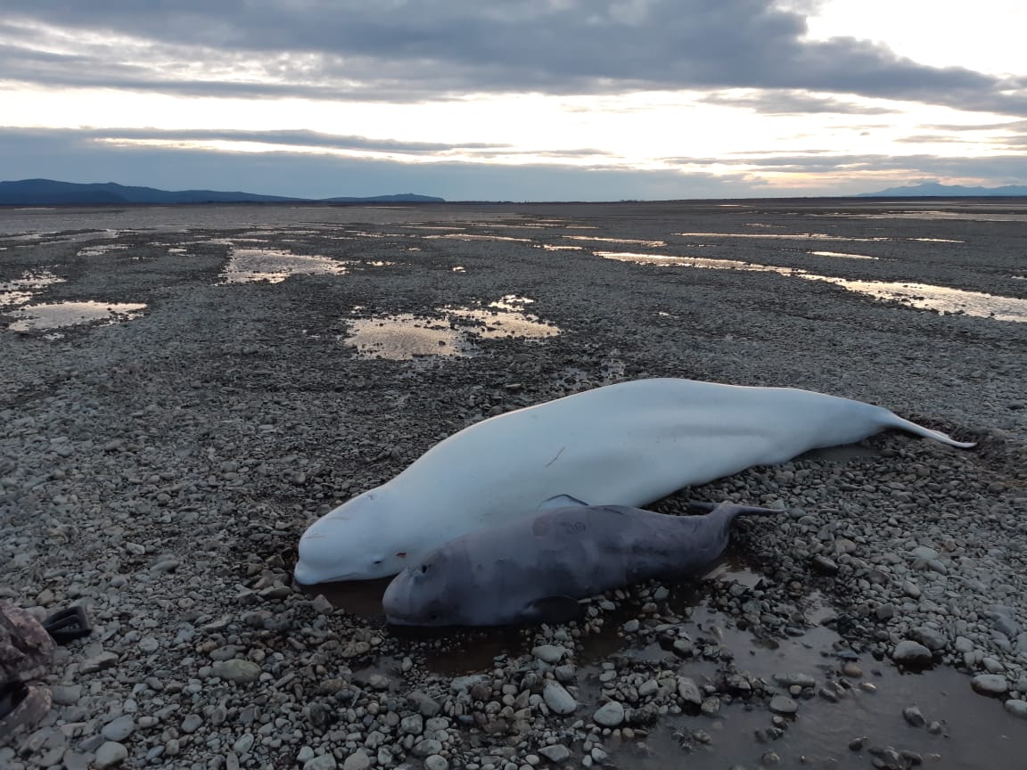 В Хабаровском крае сотрудник МЧС спас двух белух и одного детёныша - 2x2.su картинка 3