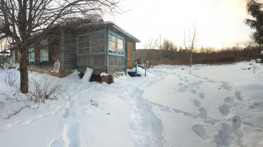 Под крыльцом жилого дома в Хабаровском крае нашли трупы двух амурских тигрят - 2x2.su картинка 5