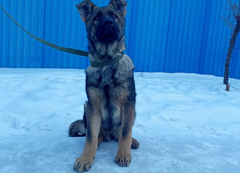 Кинологи амурского УФСИН получили новых щенков для службы в колониях - 2x2.su