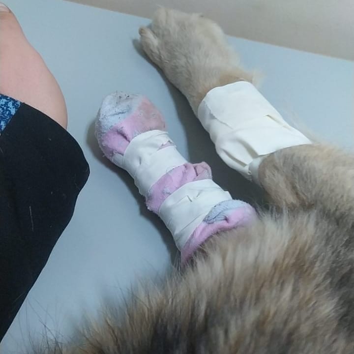 Собаке, найденной в мусорном баке в Благовещенске, ампутировали лапу - 2x2.su картинка 2