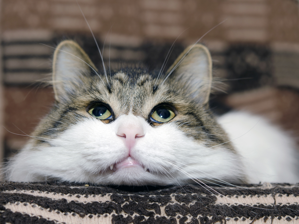 Гороскоп на 2 июля: Близнецы творят несусветное нечто, а Ракам надо перестать прятать сердце - 2x2.su