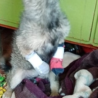 В Приамурье щенку с раздавленными лапами ампутировали прыгательные суставы - 2x2.su картинка 3