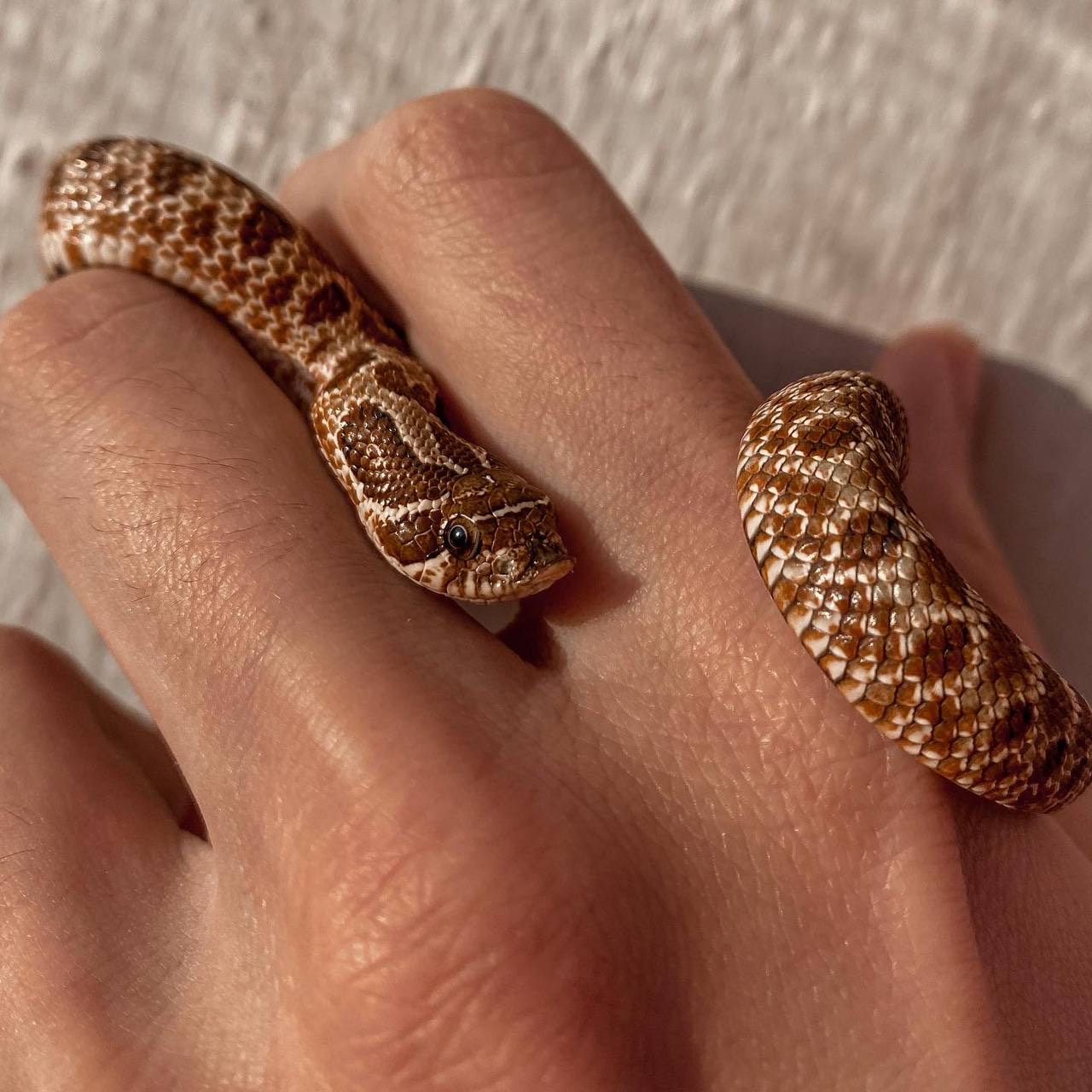 Страсть из детства: благовещенец разводит в квартире рептилий и продаёт их всем желающим  - 2x2.su картинка 5