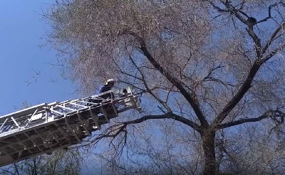 Вовремя подоспели: амурские спасатели помогли коту, застрявшему на дереве - 2x2.su
