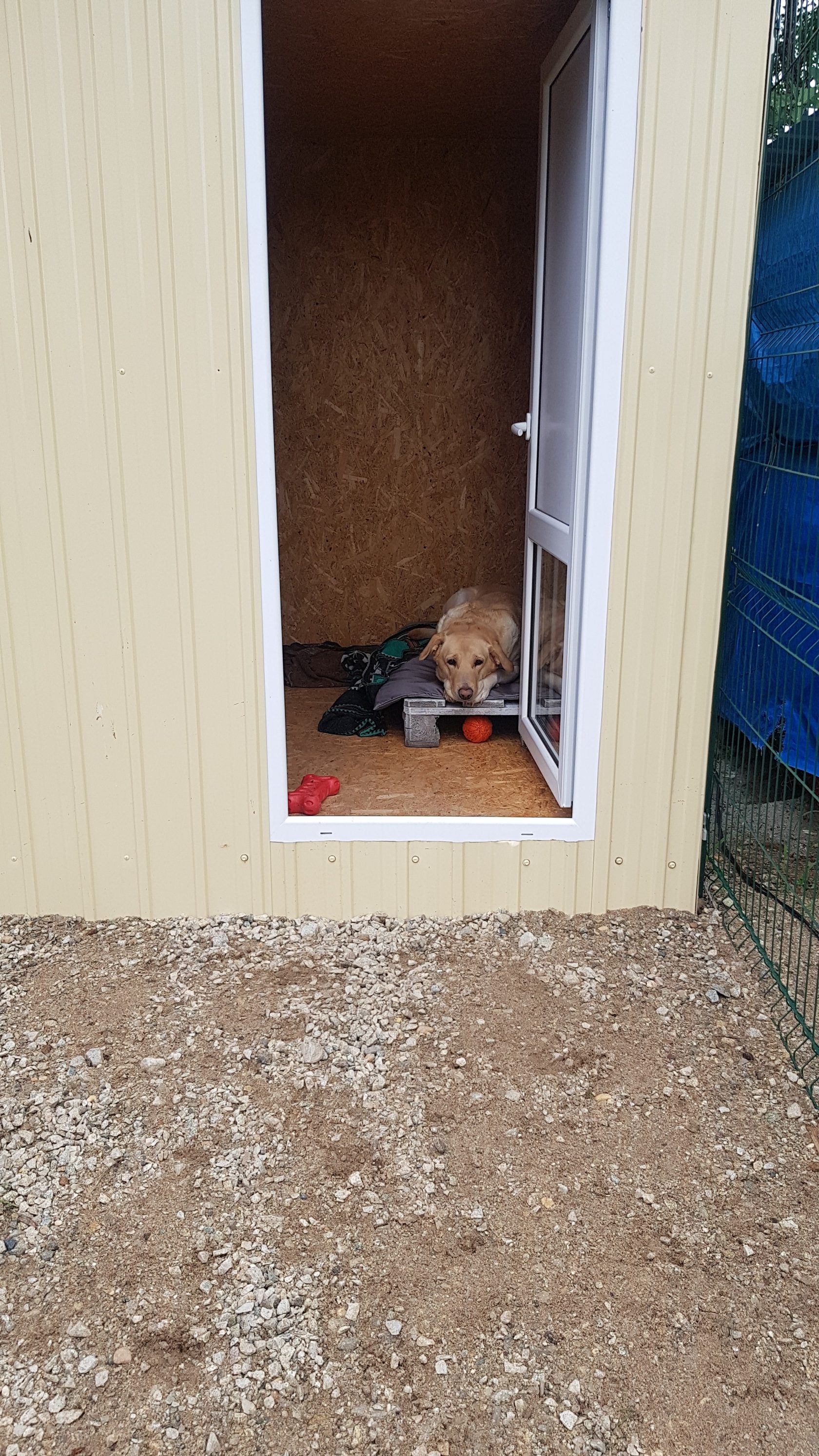 Кому доверить питомца на время отпуска? - 2x2.su картинка 5