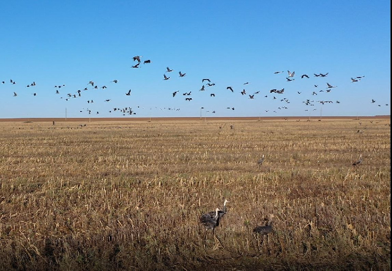 В Приамурье журавли готовятся к отлету и кормятся на убранных полях - 2x2.su