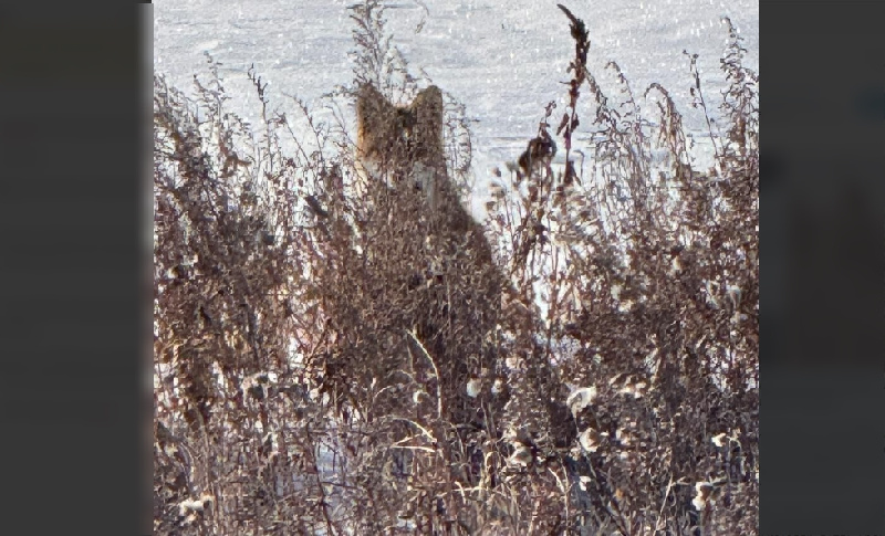 Амурчане все чаще начали видеть лис: животные набирают жирок - 2x2.su