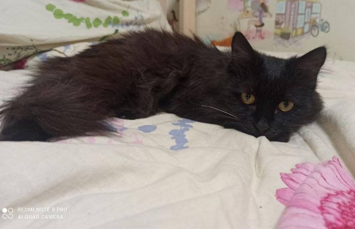 Благовещенские школьники спасли кота, который потерялся и попал под машину - 2x2.su