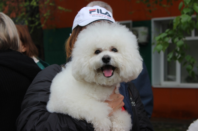 В Благовещенске прошла выставка собак: 10 фото клевых песиков - 2x2.su