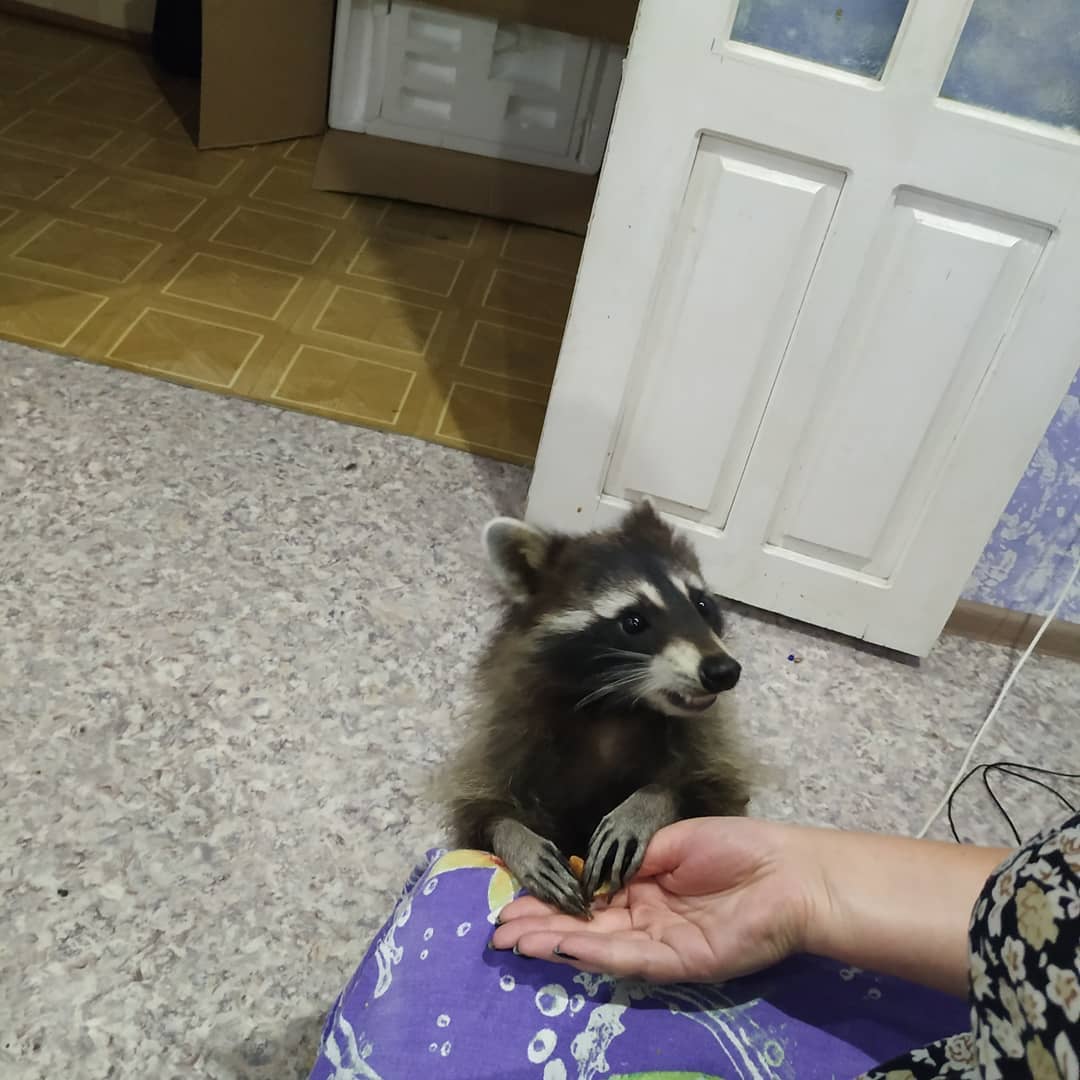 Квартира или Ноев ковчег: как благовещенка уживается с поссумами, кошками и енотом - 2x2.su картинка 5