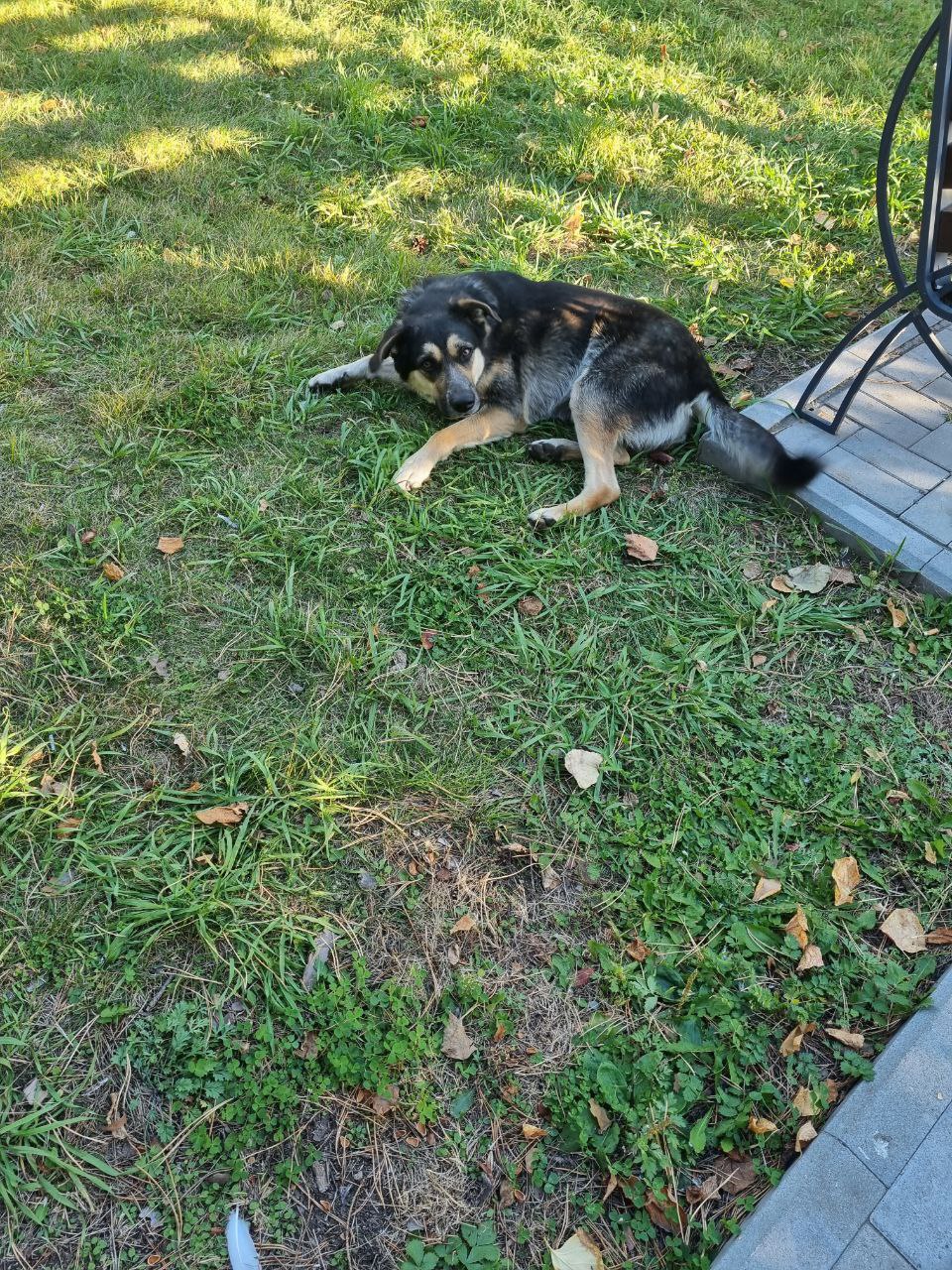 Благовещенский «Хатико» все еще ищет хозяина - 2x2.su картинка 5