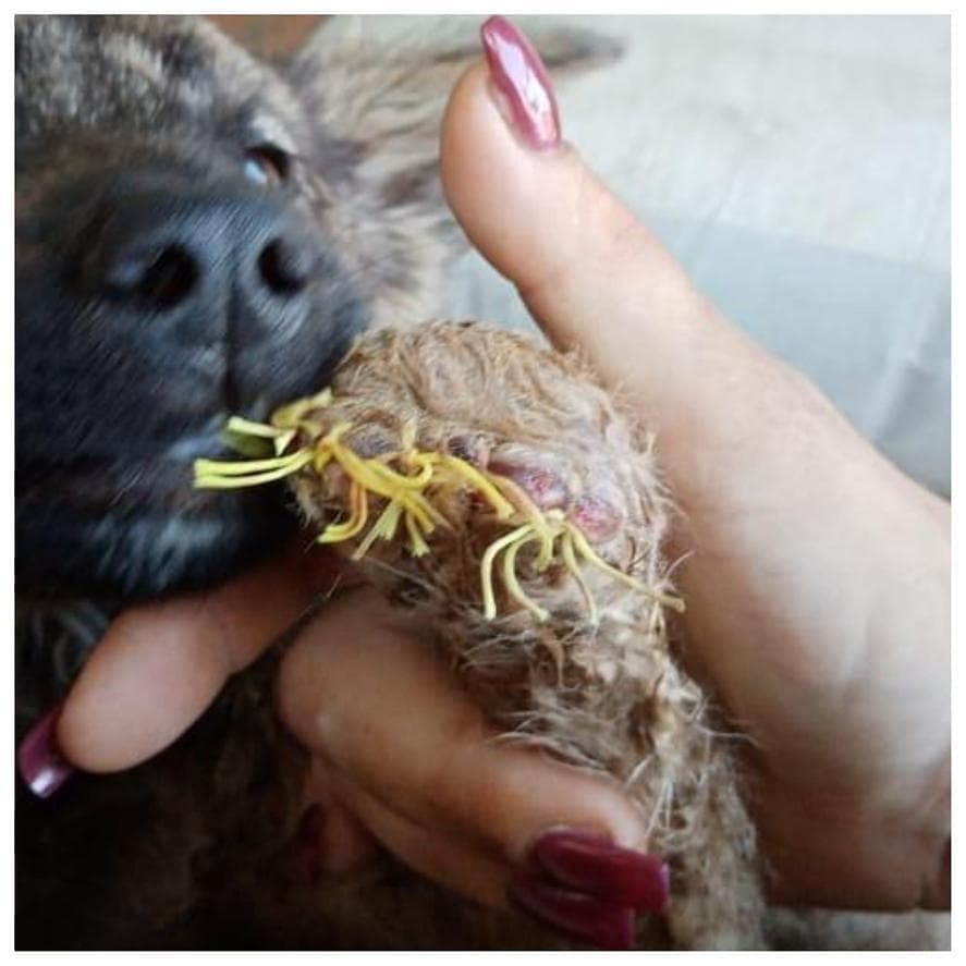 В Свободном в вагоне поезда нашли щенка с раздавленными лапами - 2x2.su картинка 5