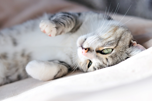 Гороскоп на 17 апреля: Тельцы купаются в любви, а Девы слушают критику - 2x2.su