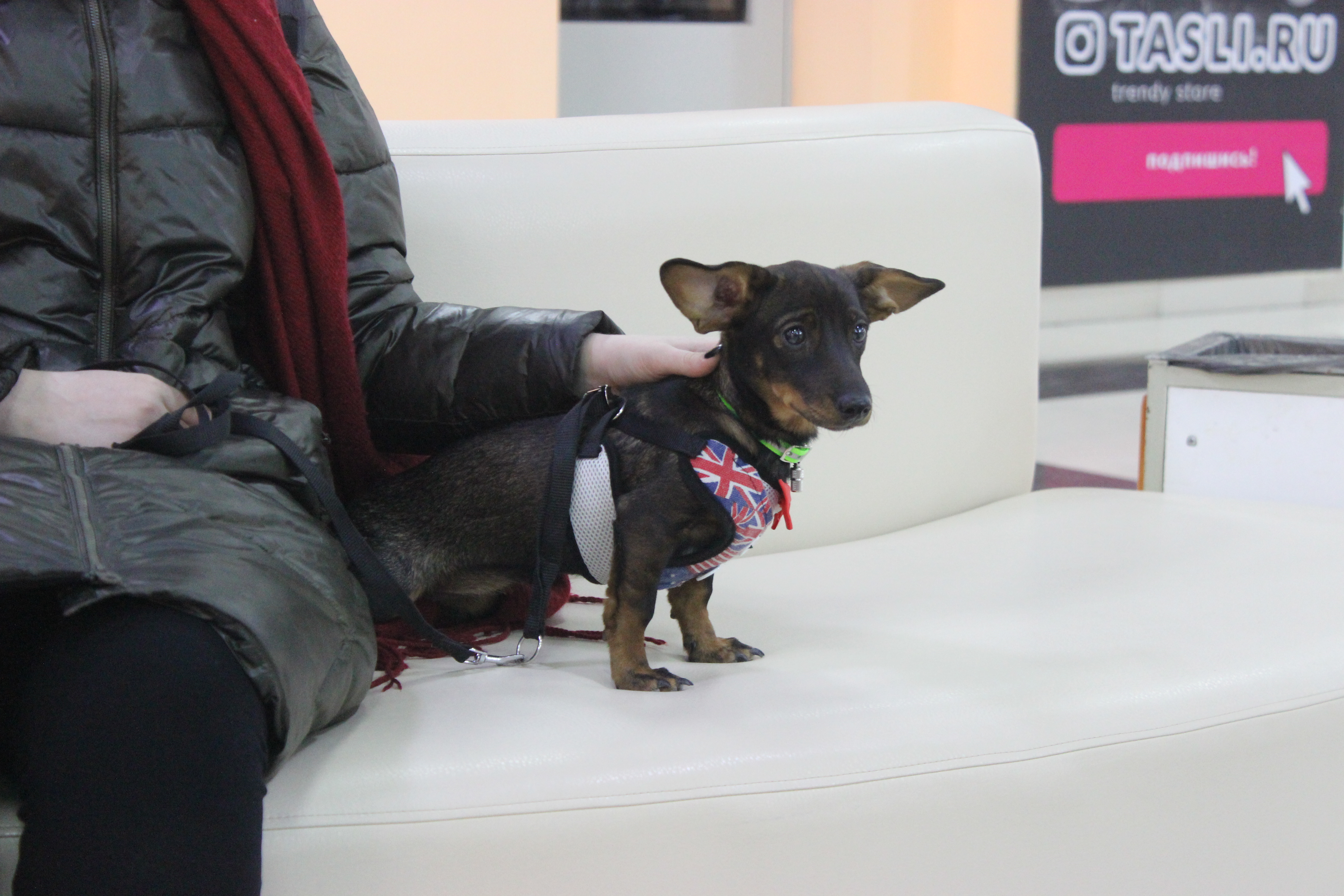 «Вход воспрещён»: куда в Благовещенске можно с собаками?  - 2x2.su картинка 6