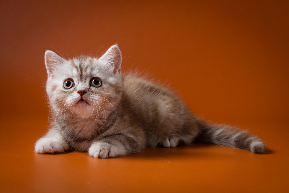 Гороскоп на 5 октября: Девы устраивают бунт с друзьями, а Водолеев надо пощекотать - 2x2.su