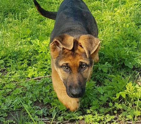 Пушистые новобранцы: у амурских кинологов появились новые подопечные - 2x2.su картинка 4