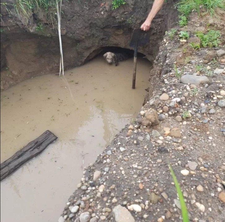 В Свободном спасатели вытащили собаку, попавшую в глубокую яму с водой - 2x2.su картинка 2