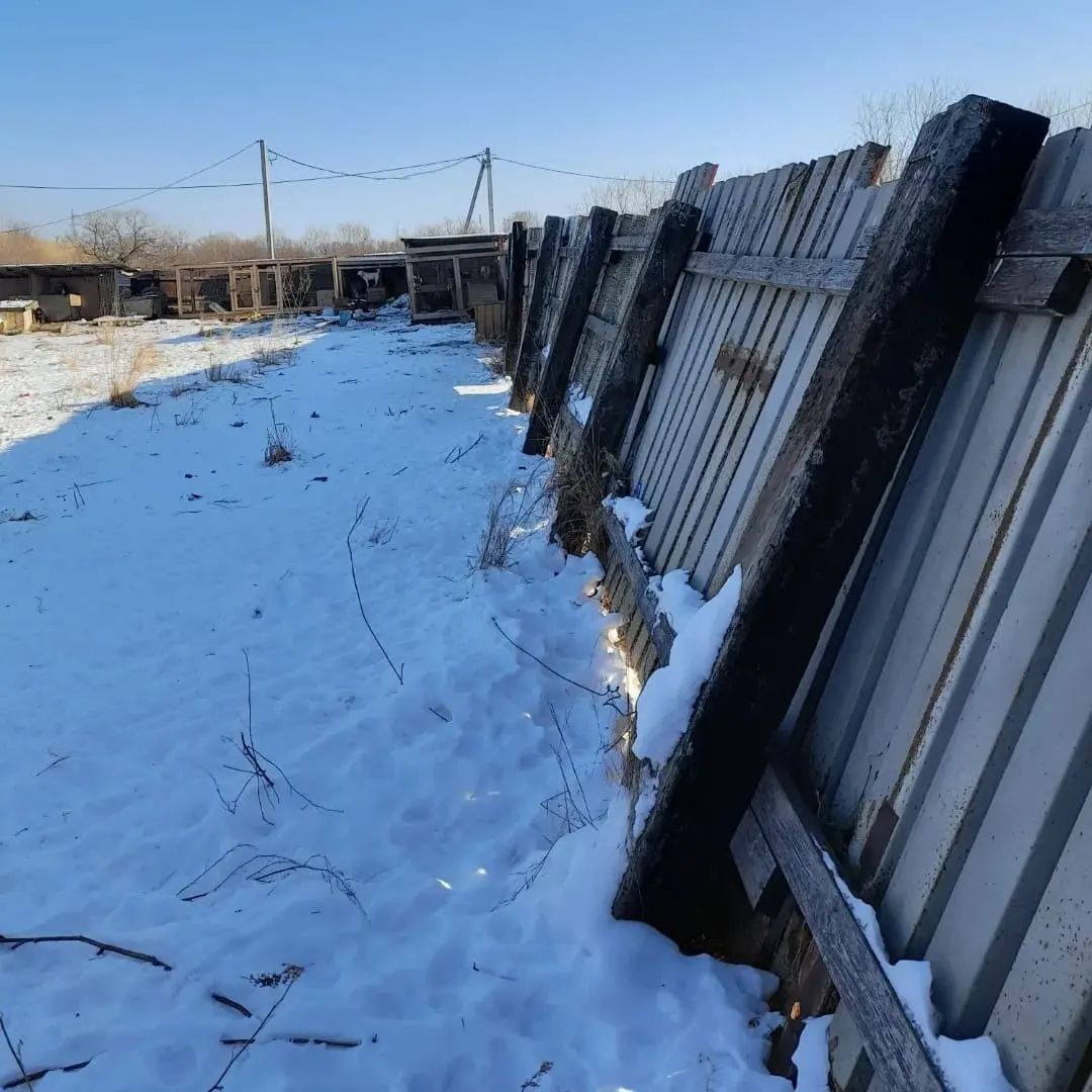 Волонтёры Благовещенска просят помочь деньгами и материалами в ремонте приюта для собак - 2x2.su картинка 2