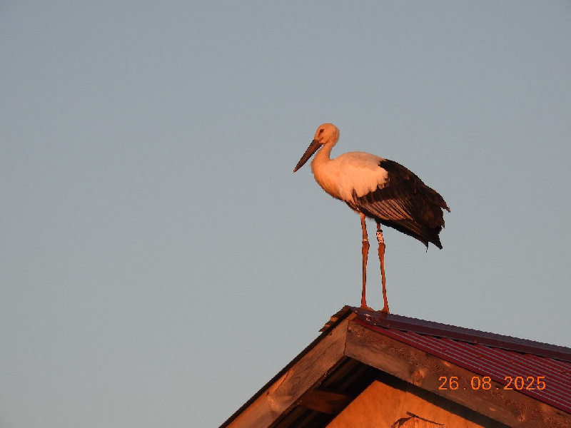 Прикормленный аист не хочет покидать дом амурского орнитолога - 2x2.su