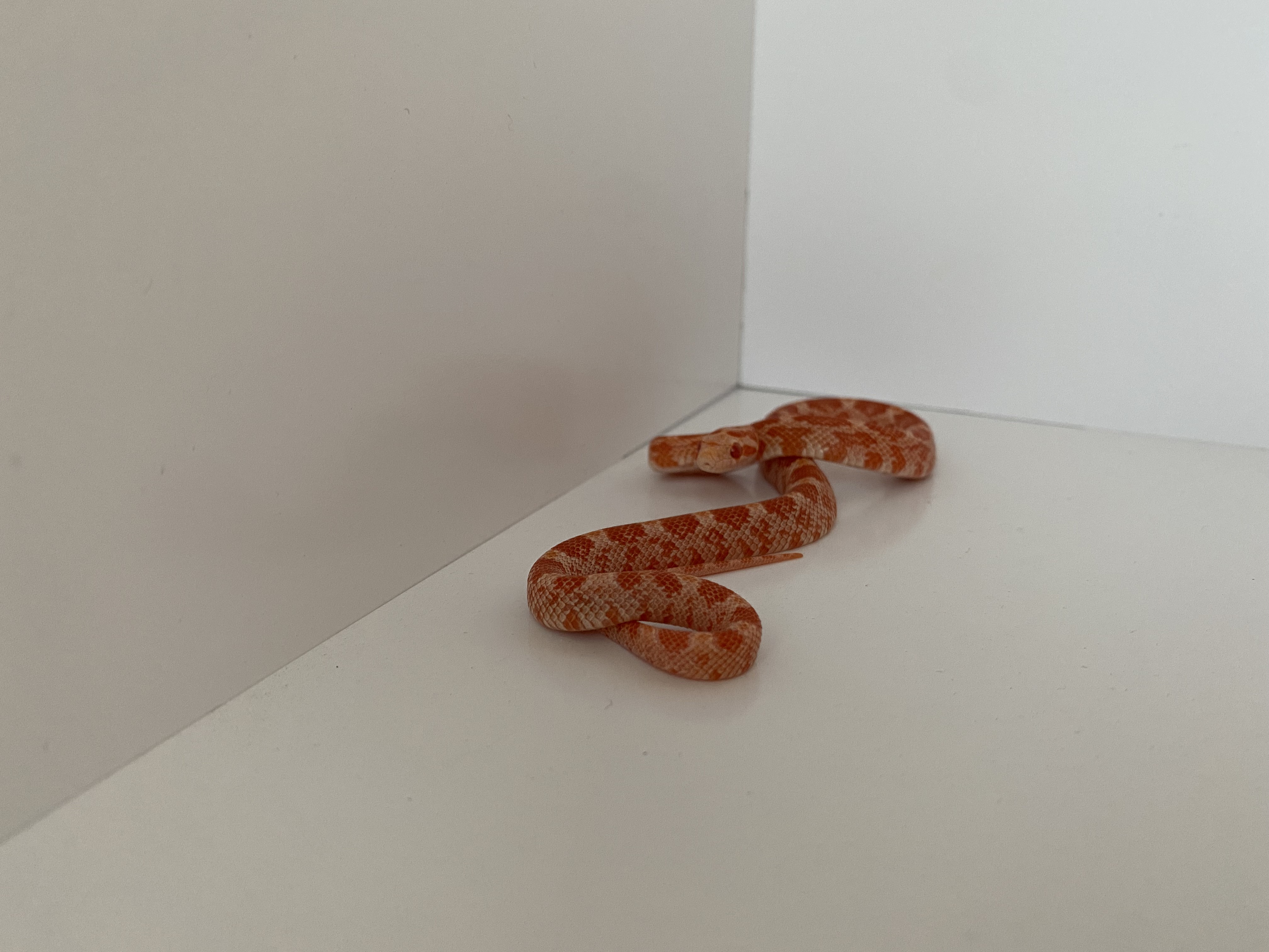 Страсть из детства: благовещенец разводит в квартире рептилий и продаёт их всем желающим  - 2x2.su картинка 8