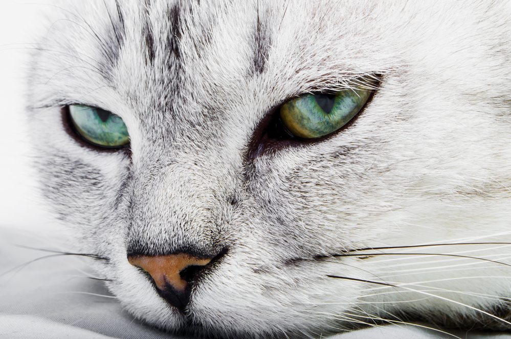 Гороскоп на 23 октября: Девы хотят поклонения, а Раки как айсберги - 2x2.su