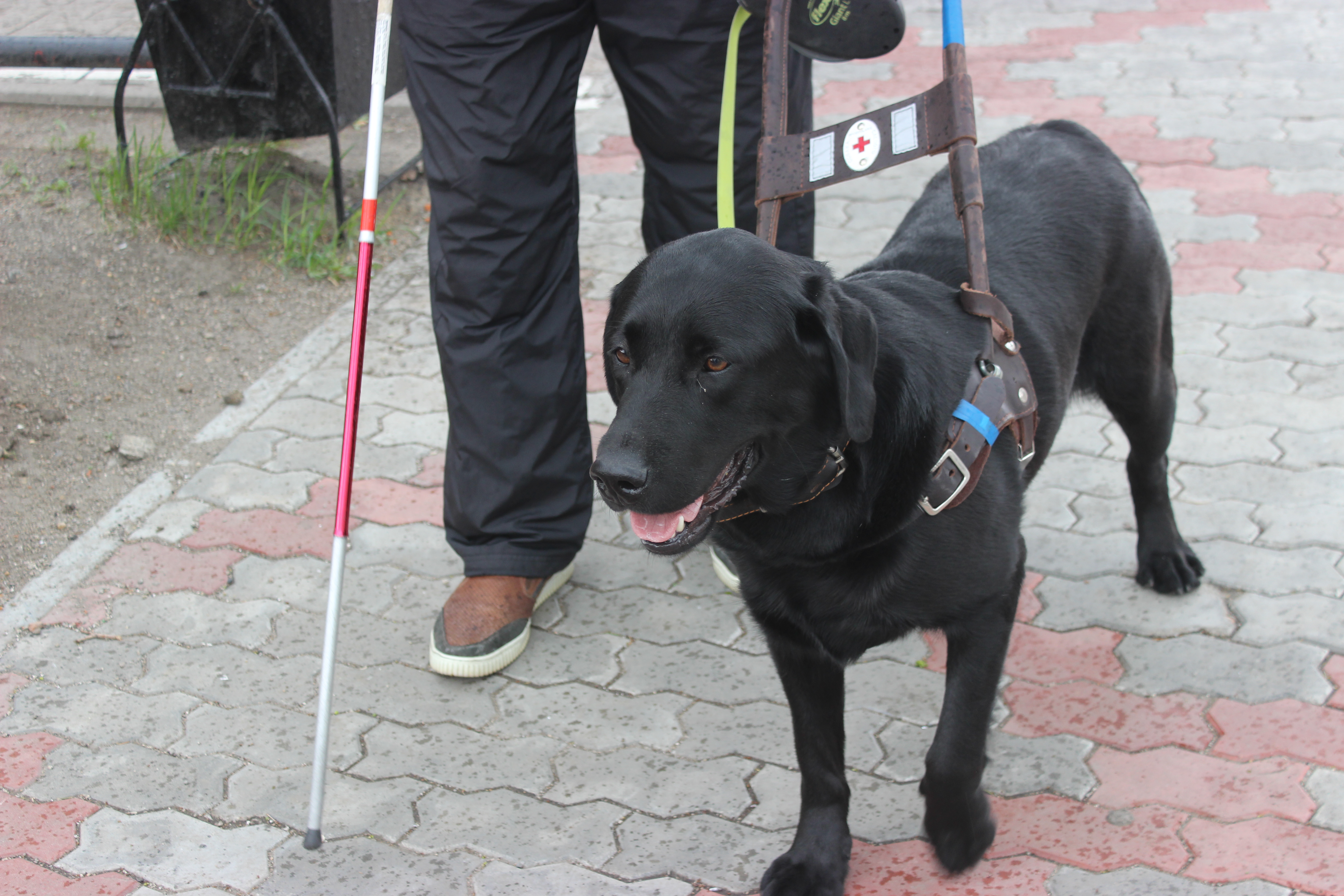 Цена передвижения: как живётся незрячим в Благовещенске?