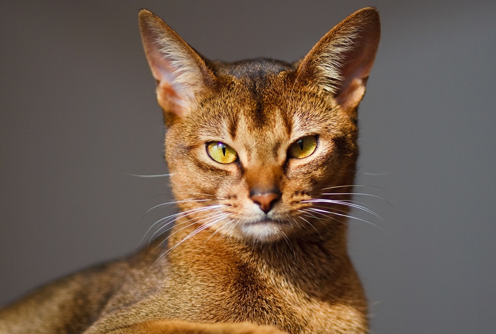 Гороскоп на 25 июня: Овны доказывают свою крутость, а Близнецы делают непристойное предложение - 2x2.su