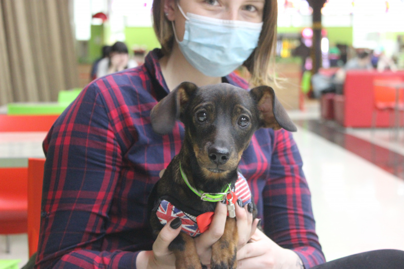 «Вход воспрещён»: куда в Благовещенске можно с собаками?  - 2x2.su