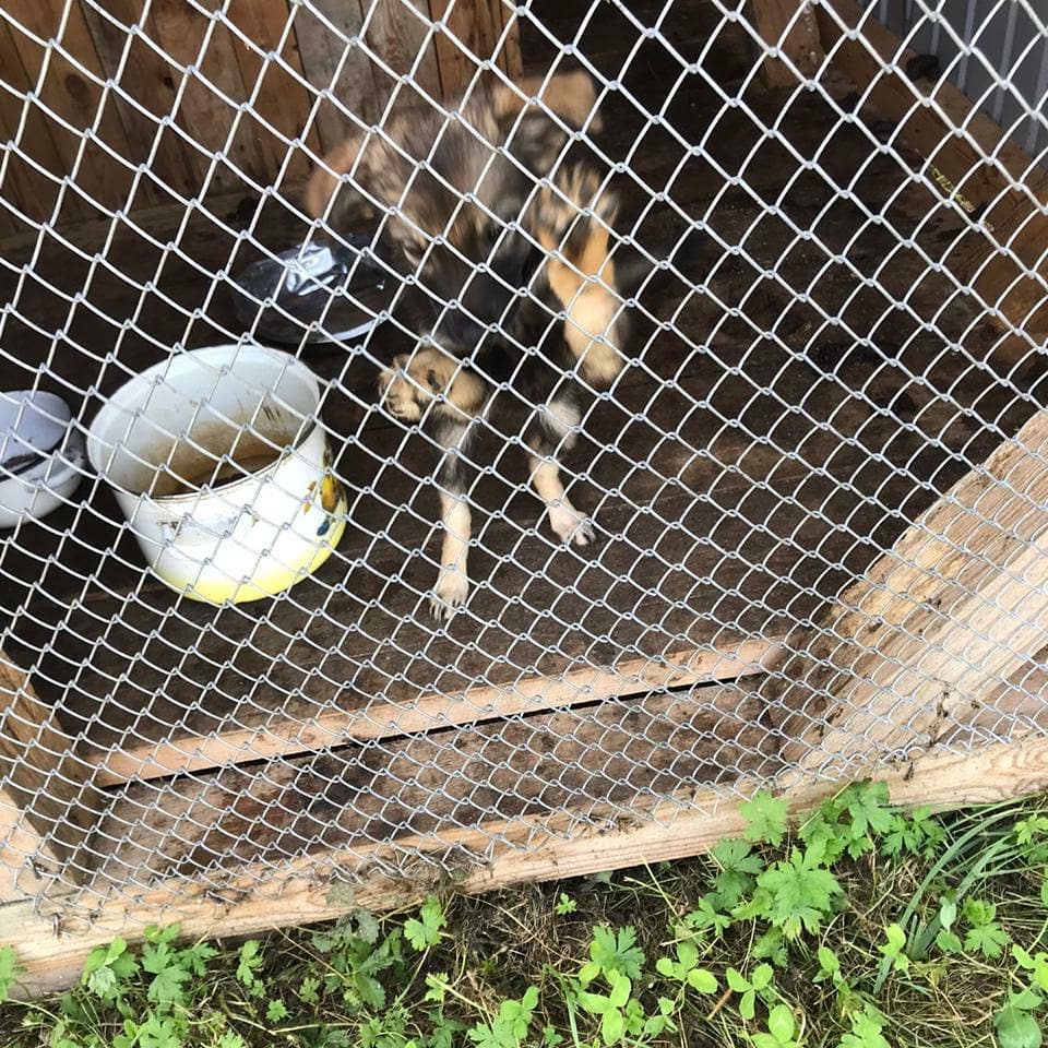 Амурские зооинспекторы проверили приют для животных в Свободном - 2x2.su картинка 4