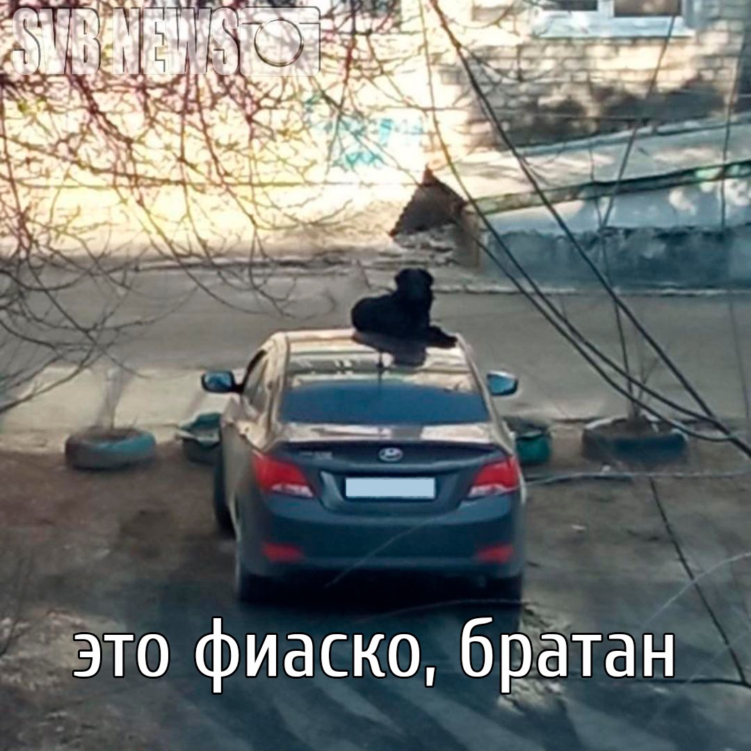 «С нами Черныш»: в Свободном появилась живая достопримечательность  - 2x2.su картинка 11