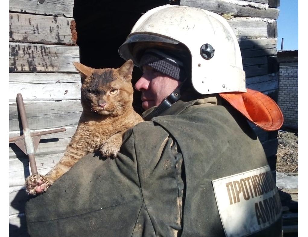 Кот оклемался, квартиру дали: погорельцы из Магдагачей рассказали о последствиях страшного пожара