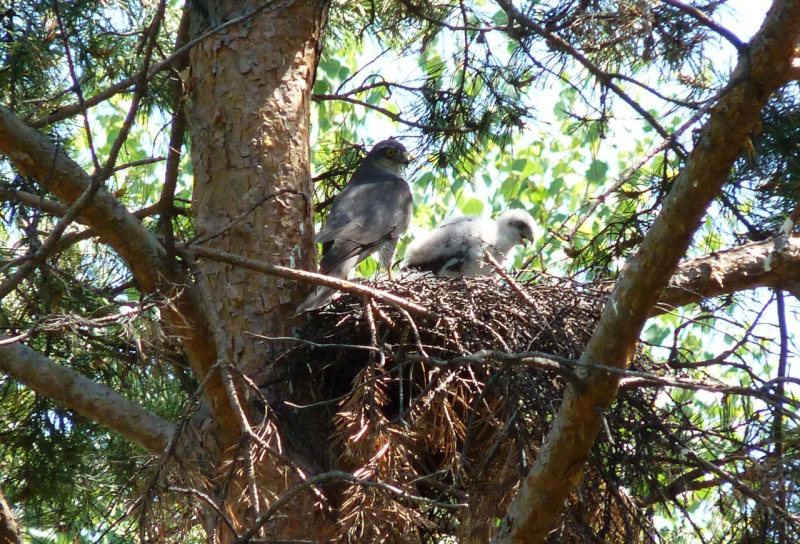 В одном из скверов Благовещенска свили гнездо хищные птицы - 2x2.su