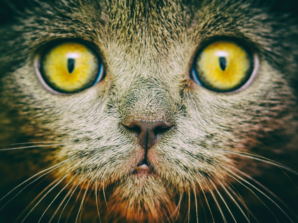 Гороскоп на 17 октября: Овнам надо забыть о гордости, а Девы врут любимым - 2x2.su