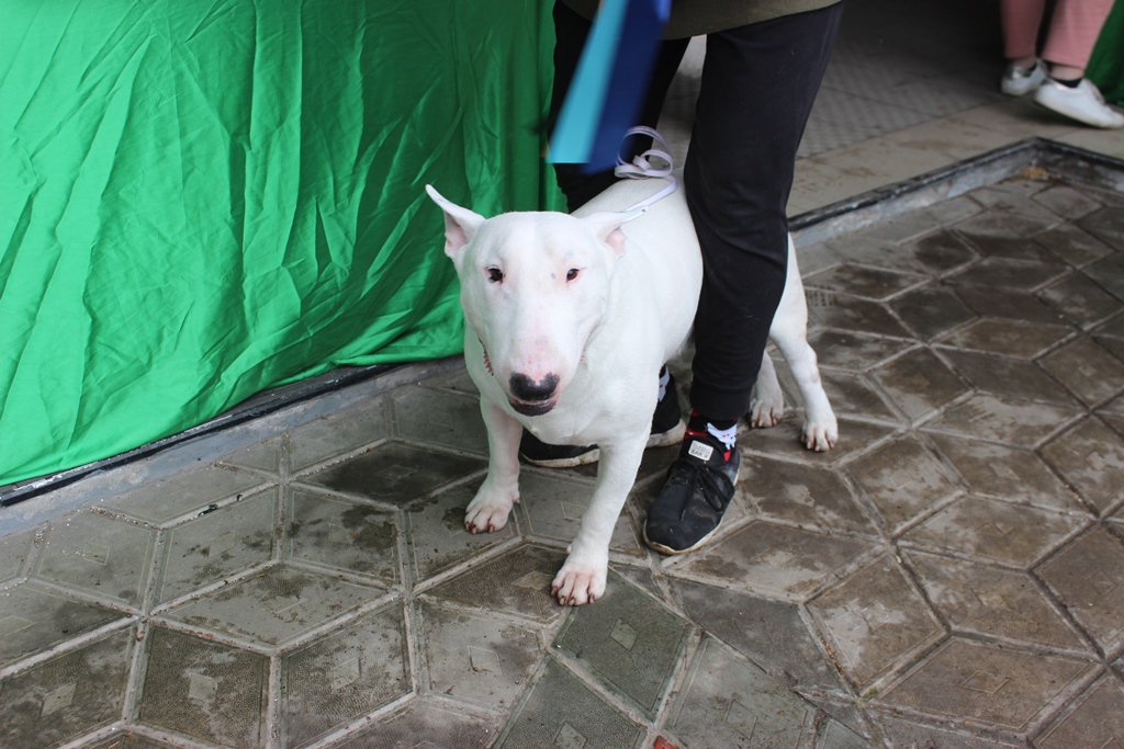 В Благовещенске прошла выставка собак: 10 фото клевых песиков - 2x2.su картинка 5