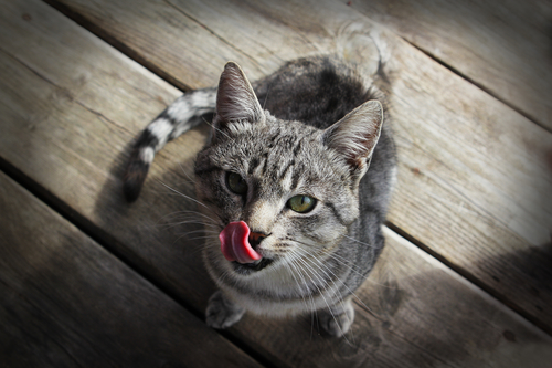 Гороскоп на 3 мая: в Козерогах проснулись рыцари, а Рыбы наглеют - 2x2.su