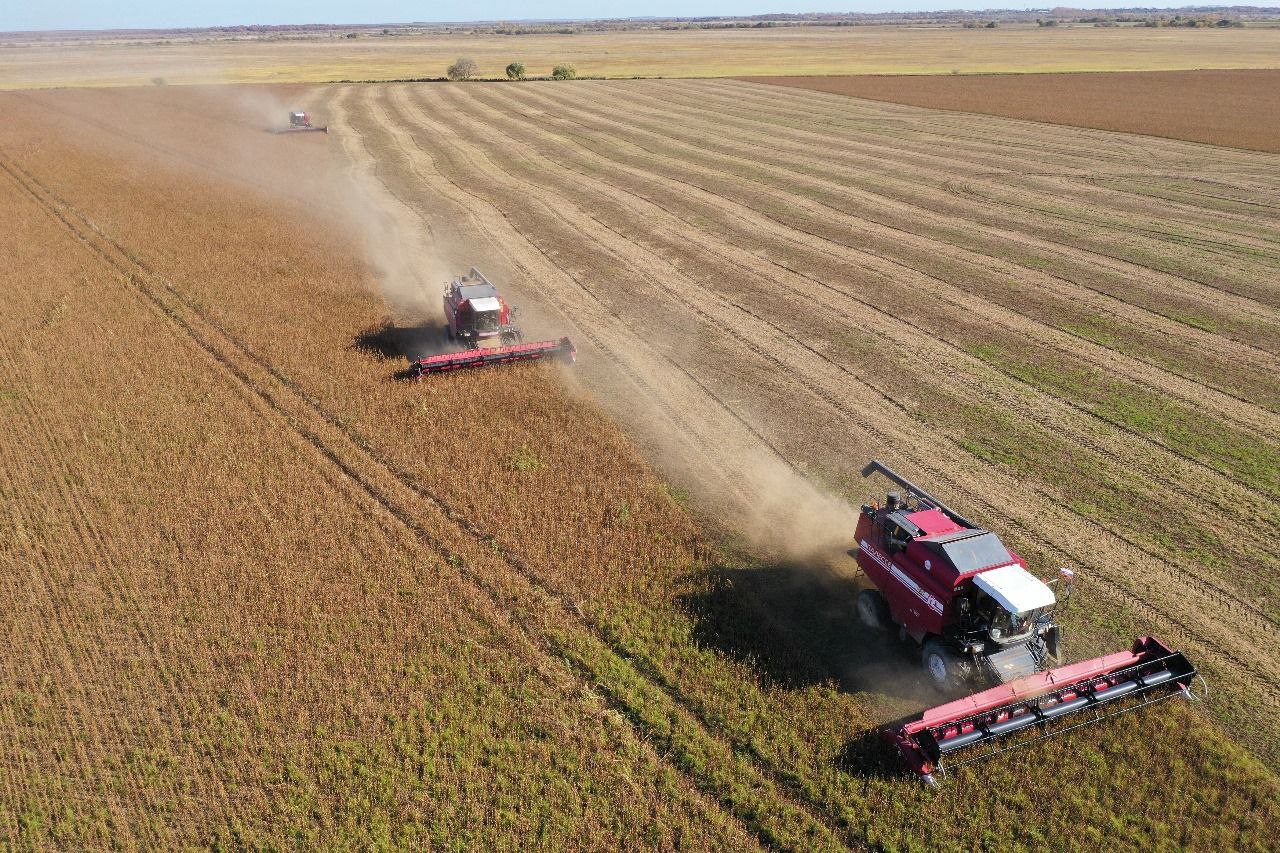 В Приамурье журавли готовятся к отлету и кормятся на убранных полях - 2x2.su картинка 2