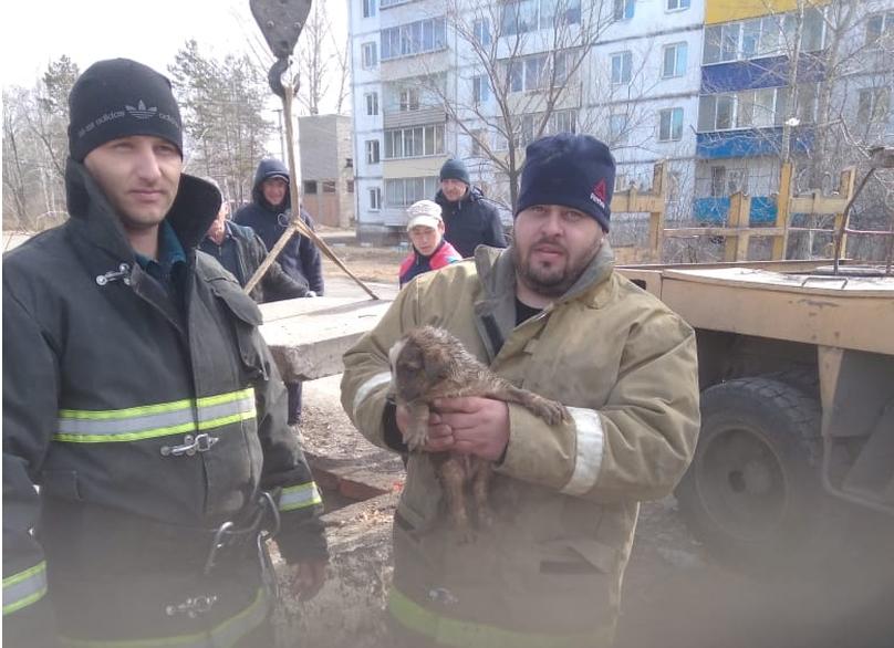 Амурские пожарные спасли щенка, который провалился в теплотрассу