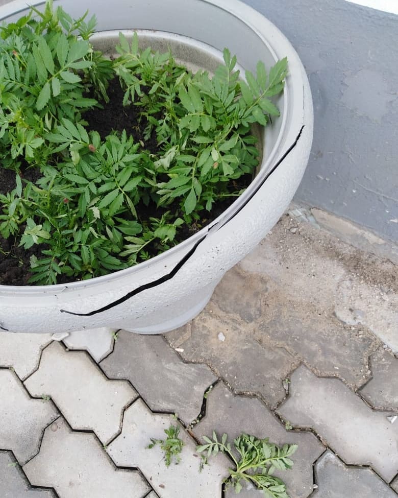 В парке Дружбы вандалы сорвали злость на цветах - 2x2.su картинка 3