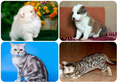 Битва котов и собак в Приамурье: чьи морды лучше? (фото) - 2x2.su