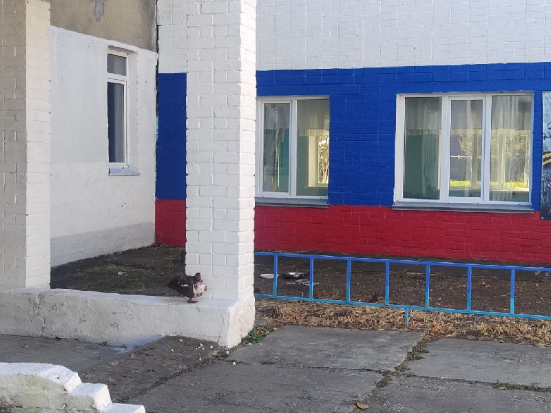 В амурском селе беспризорная индоутка поселилась на территории школы - 2x2.su