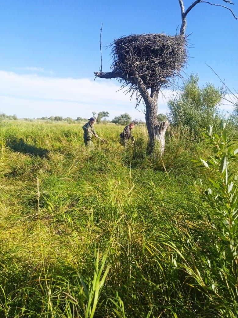 В Муравьёвском заказнике гнёзда аистов готовят к сезону пожаров - 2x2.su картинка 2