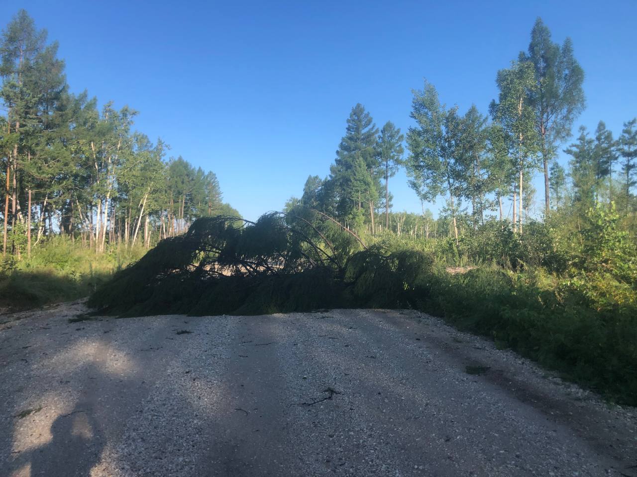  В амурском селе сильный ветер повалил деревья, столбы и сотовую вышку - 2x2.su картинка 13