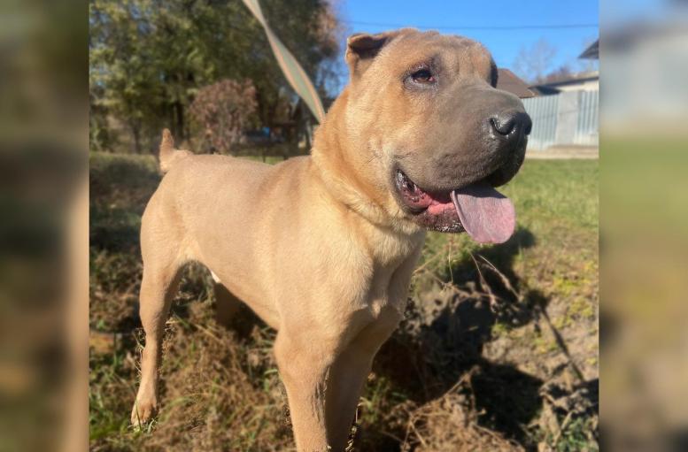 В Благовещенске пытаются найти хозяев породистому псу до того, как придут морозы - 2x2.su