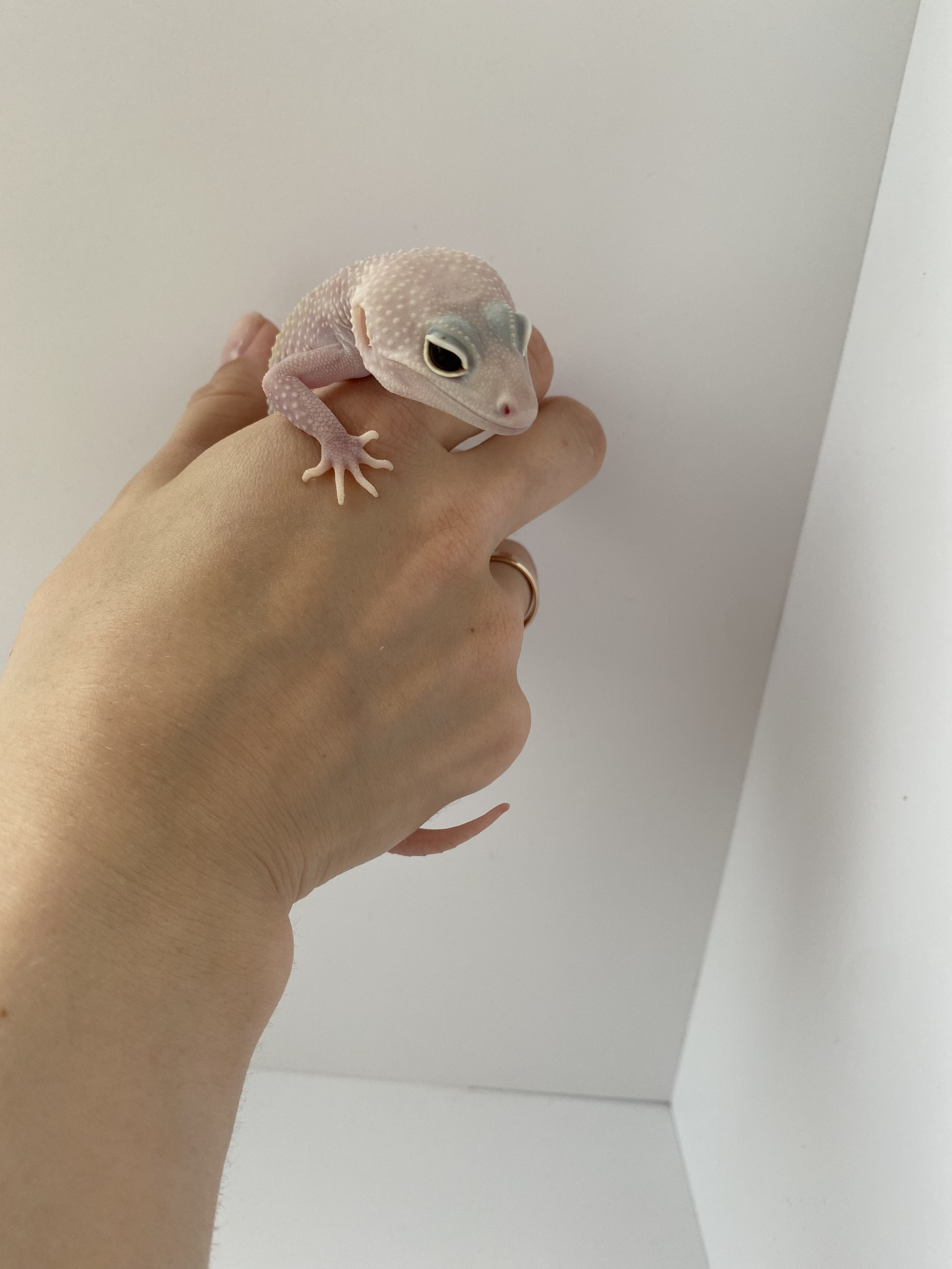 Страсть из детства: благовещенец разводит в квартире рептилий и продаёт их всем желающим  - 2x2.su картинка 10