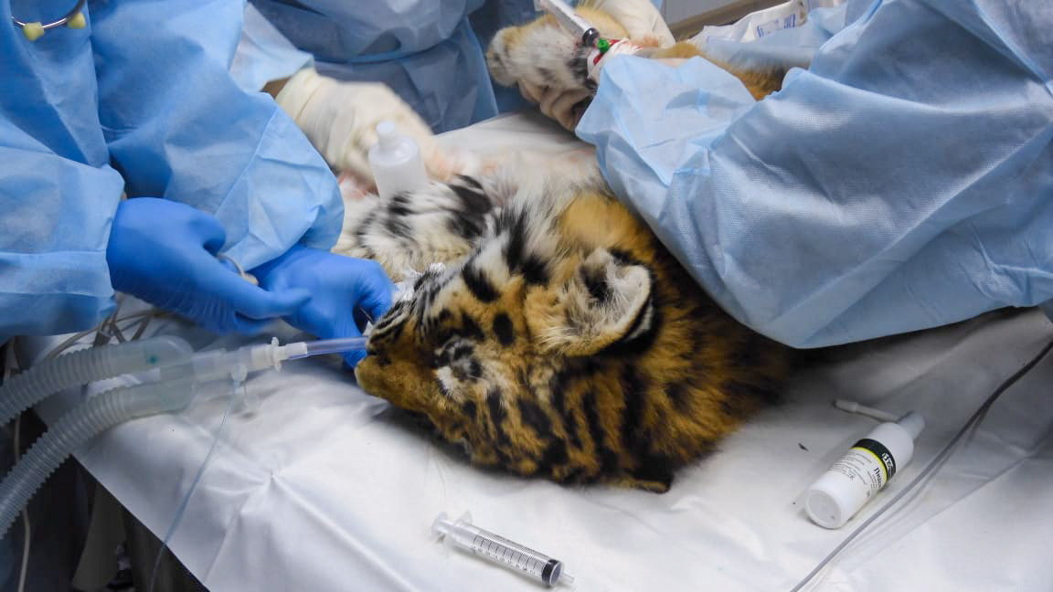 В Приморском реабилитационном центре выхаживают осиротевшего истощённого тигрёнка - 2x2.su картинка 3