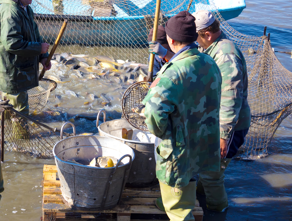 В Приморье поймали мифическую рыбу - 2x2.su