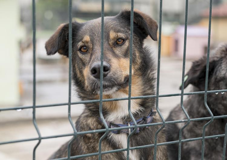 С администрации Свободного взыскали 40 тысяч рублей в пользу девочки, укушенной бездомной собакой - 2x2.su